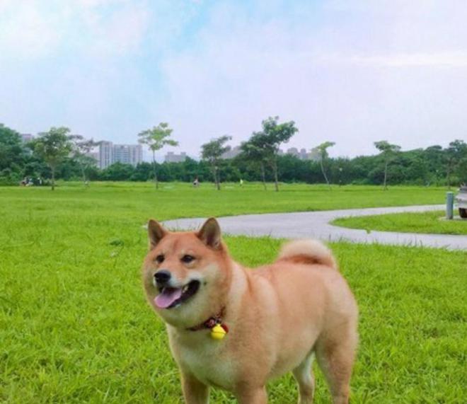 hjc888黄金城宠物