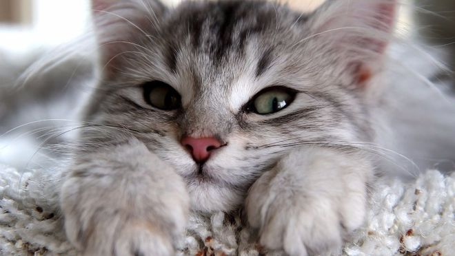 hjc888黄金城宠物